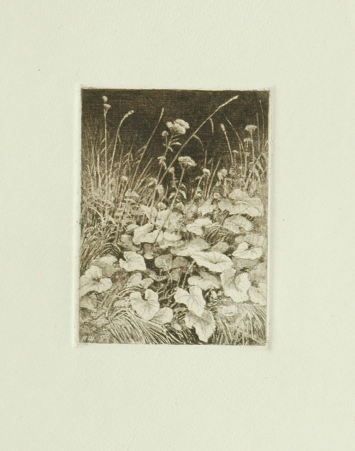 Лист № 14. Белые цветы. 1877 